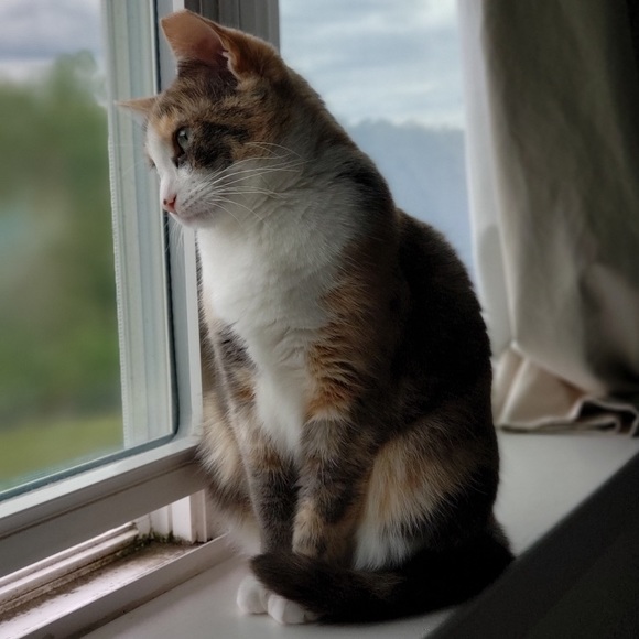 Lilly - Picture 5 of 10